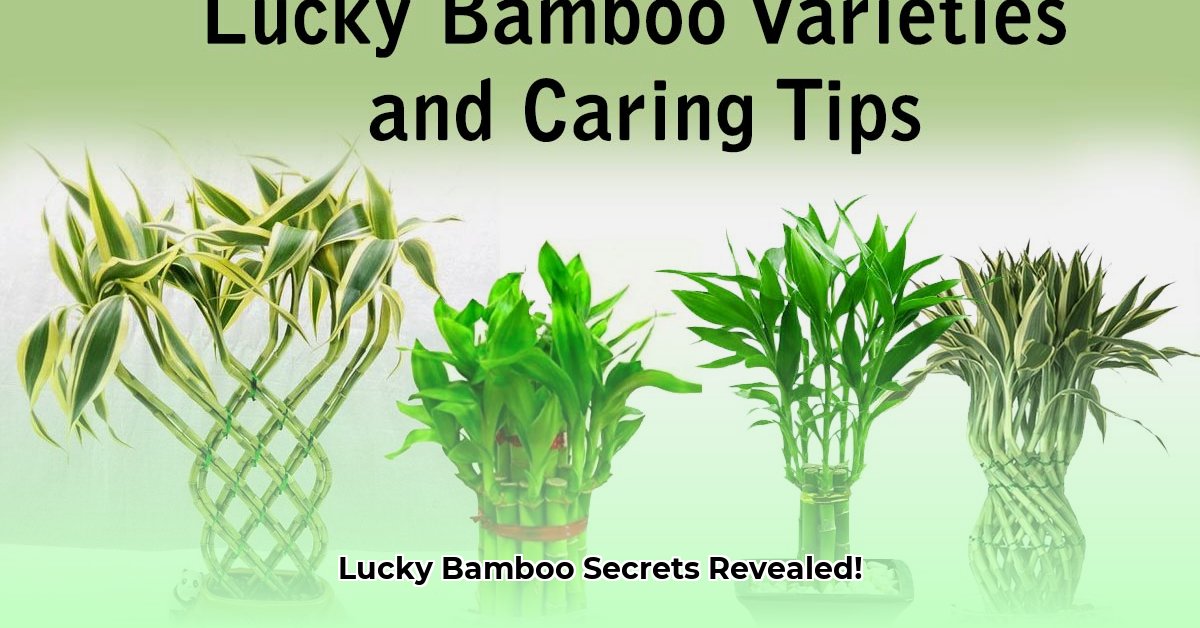 benefits-of-lucky-bamboo-plant